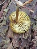 Callistosporium luteo-olivaceum image
