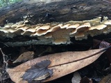 Merulius tremellosus image