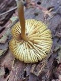 Callistosporium luteo-olivaceum image