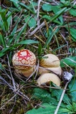Amanita persicina image