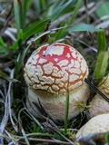 Amanita persicina image