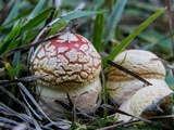 Amanita persicina image