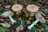 Amanita persicina image