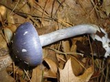 Cortinarius iodes image