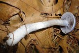 Cortinarius iodes image