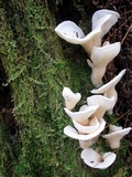 Pleurocybella porrigens image