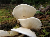 Pleurocybella porrigens image