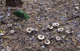 Hygrophorus fuligineus image