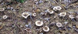 Hygrophorus fuligineus image