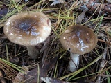Hygrophorus fuligineus image
