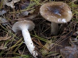 Hygrophorus fuligineus image