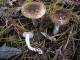 Hygrophorus fuligineus image