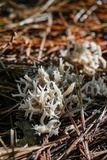 Clavulina coralloides image