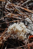 Clavulina coralloides image