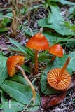 Hygrocybe psittacina var. perplexa image