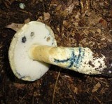 Gyroporus cyanescens image