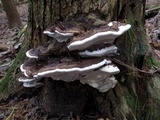 Fomitopsis ochracea image