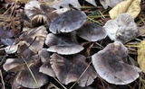 Tricholoma terreum image