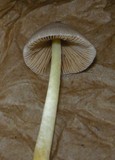Bolbitius reticulatus image