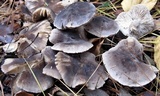 Tricholoma terreum image