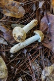 Russula crustosa image