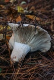 Russula compacta image