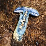 Gyroporus cyanescens image