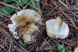 Russula ballouii image