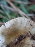 Russula ballouii image