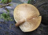 Tricholomopsis sulphureoides image