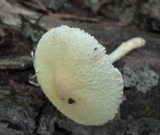 Lepiota clypeolaria image