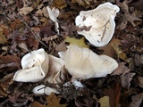 Clitocybe robusta image