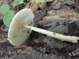 Lepiota clypeolaria image
