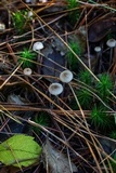 Mycena clavicularis image
