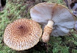 Leucopholiota decorosa image