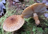 Leucopholiota decorosa image