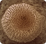 Leucopholiota decorosa image