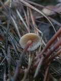 Marasmius cohaerens image