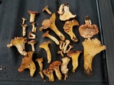 Cantharellus lewisii image