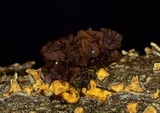 Phaeotremella frondosa image