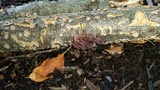 Phaeotremella frondosa image
