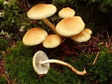 Hypholoma capnoides image