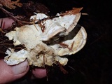 Postia fragilis image