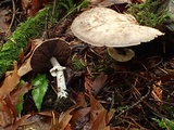 Agaricus hondensis image