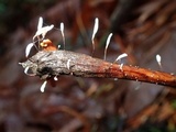 Typhula erythropus image