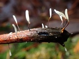 Typhula erythropus image