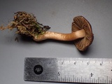 Inocybe leiocephala image