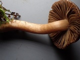 Inocybe leiocephala image