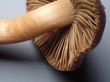 Inocybe leiocephala image