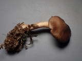 Inocybe leiocephala image